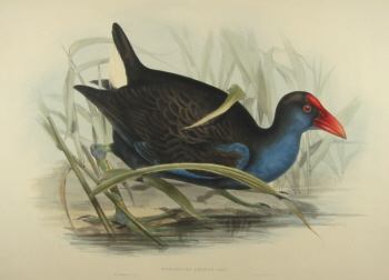 John Gould's Birds of Australia